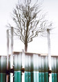 Becoming The Tree