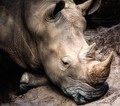 Only a Rhino Needs a Rhino Horn