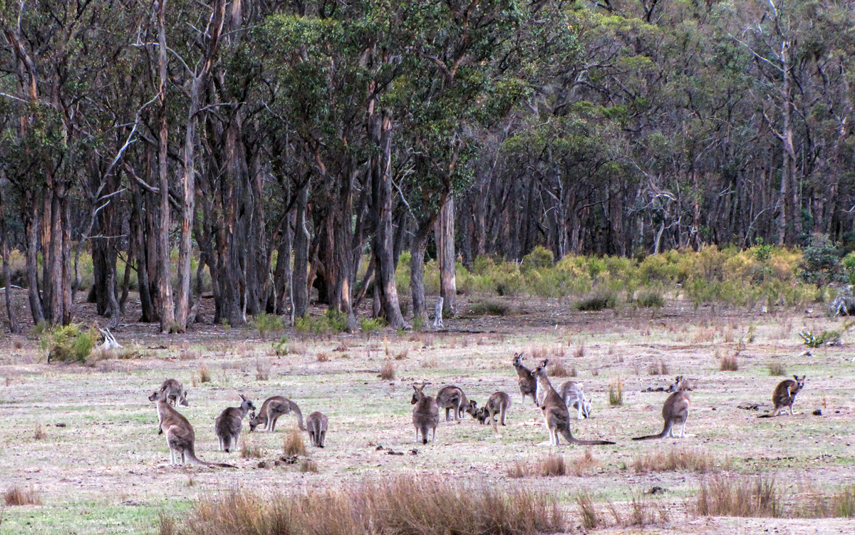 Australian Squirrels