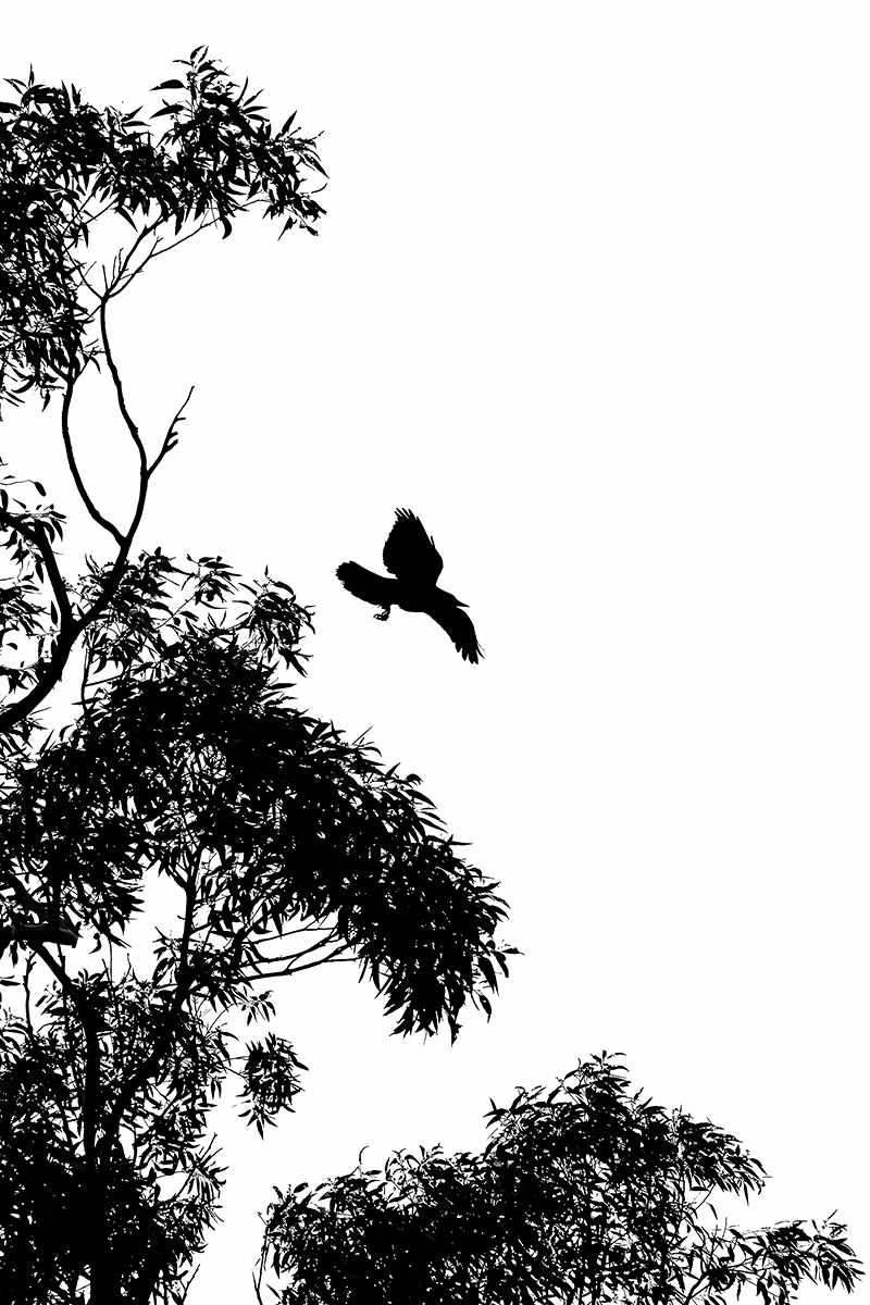 australian raven