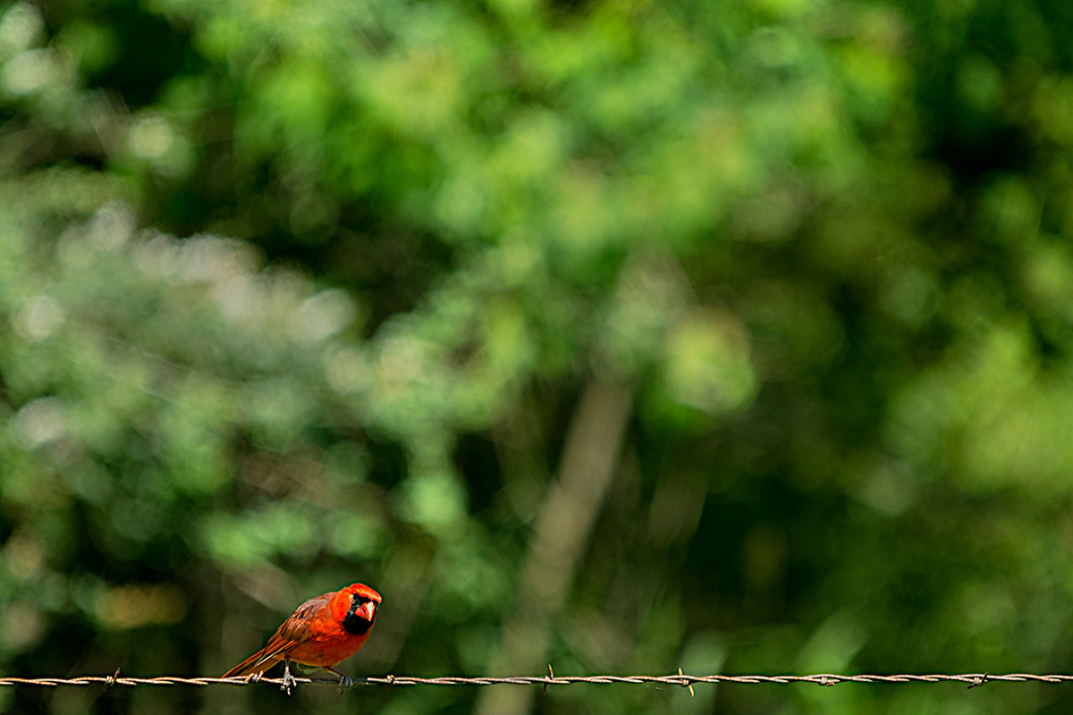 Cardinal