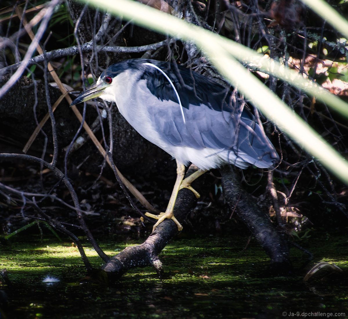 Stalking ~ Black Crowned Night Heron