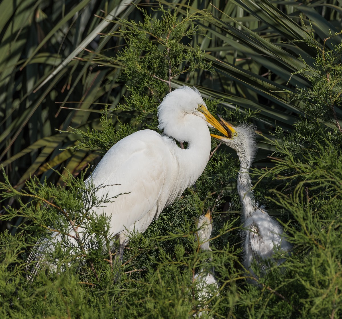 Hungry Egret baby