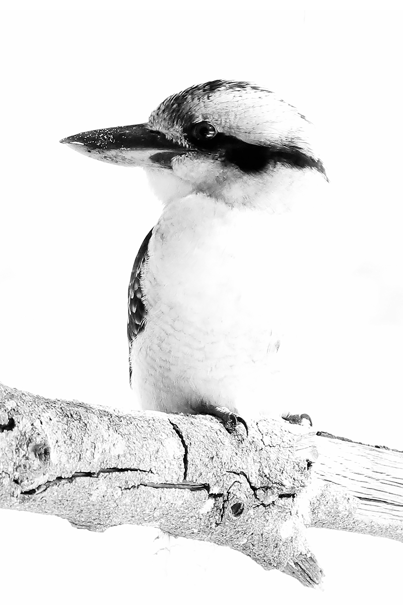 portrait of a kookaburra