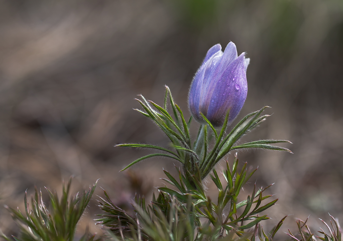 Nature's Tear drop