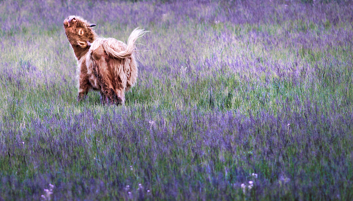 do the watusi