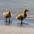 Canada Goose