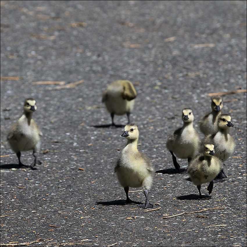Onward Marching Goslings