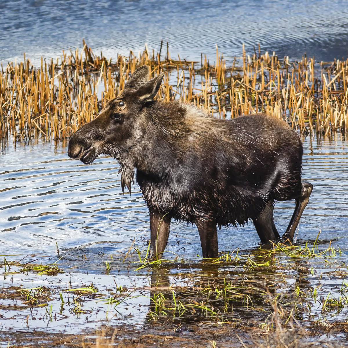 The Yearling Shiras Moose