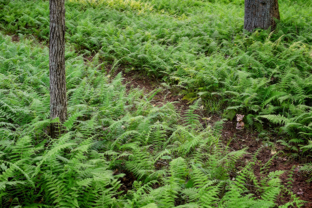 Trail in the Woods