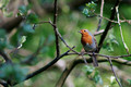 A Scottish Robbin