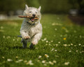 On the run
