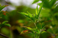 Just Leaves