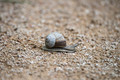 snail