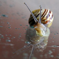 Snail on glass