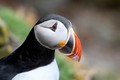 One little puffin