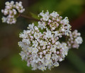 Fairy Bouquet