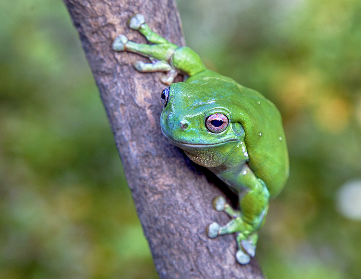Green Tree Frog