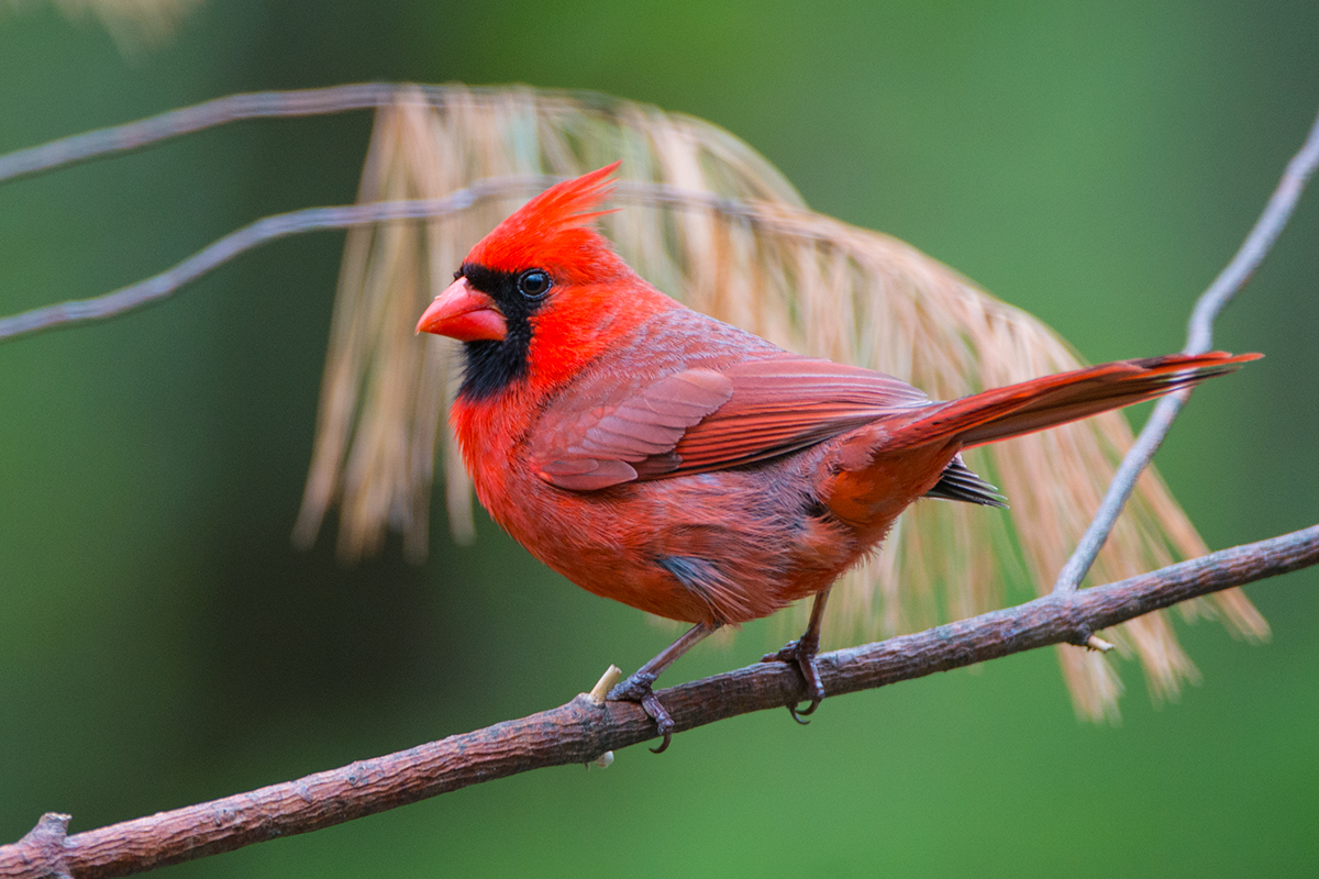 Male Cardinal