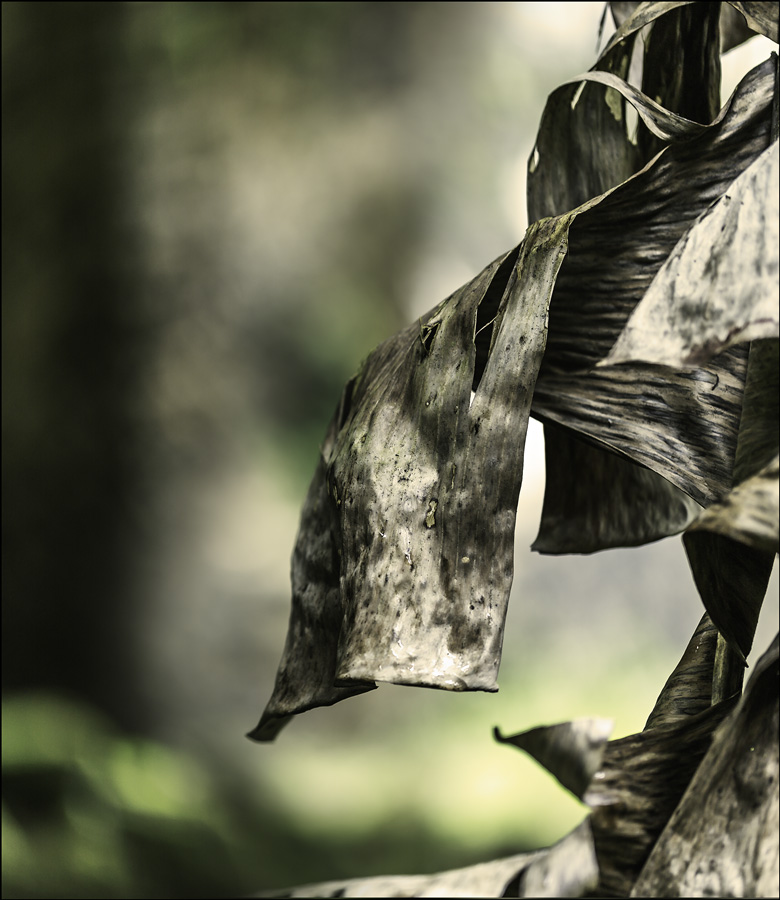 Dried Banana Leaves