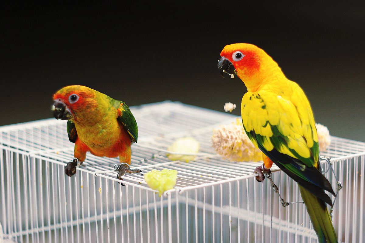 Parrot Parrot