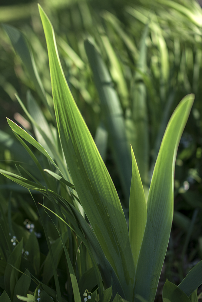 Irises