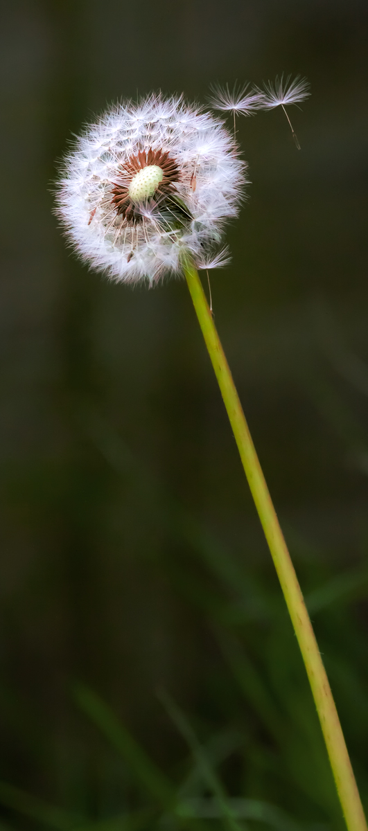 Dandelion