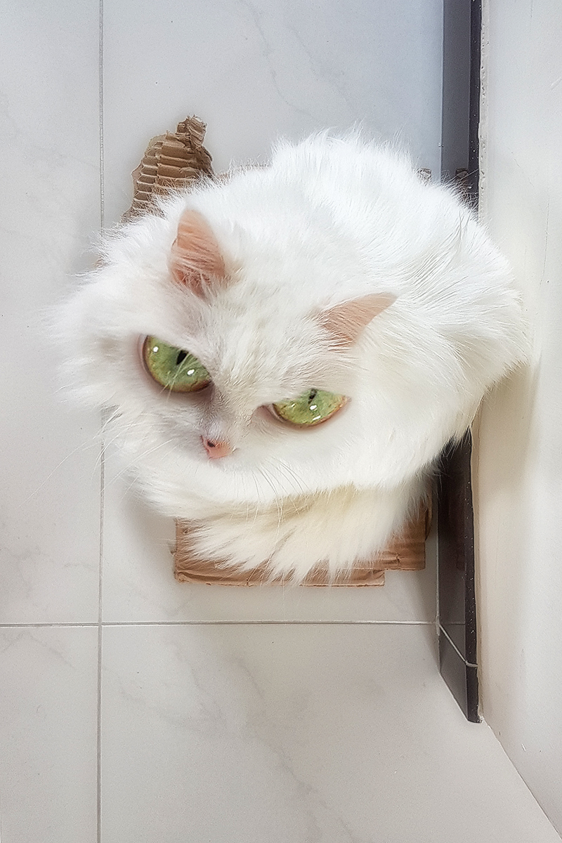 can i keep the cardboard, please?