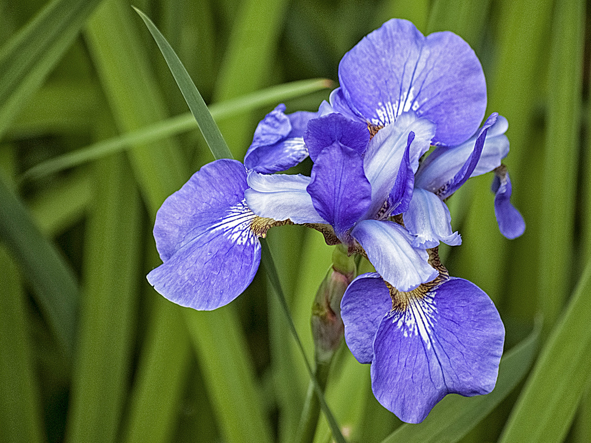 Wild Iris