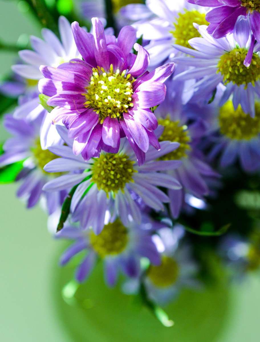 Purple Flowers