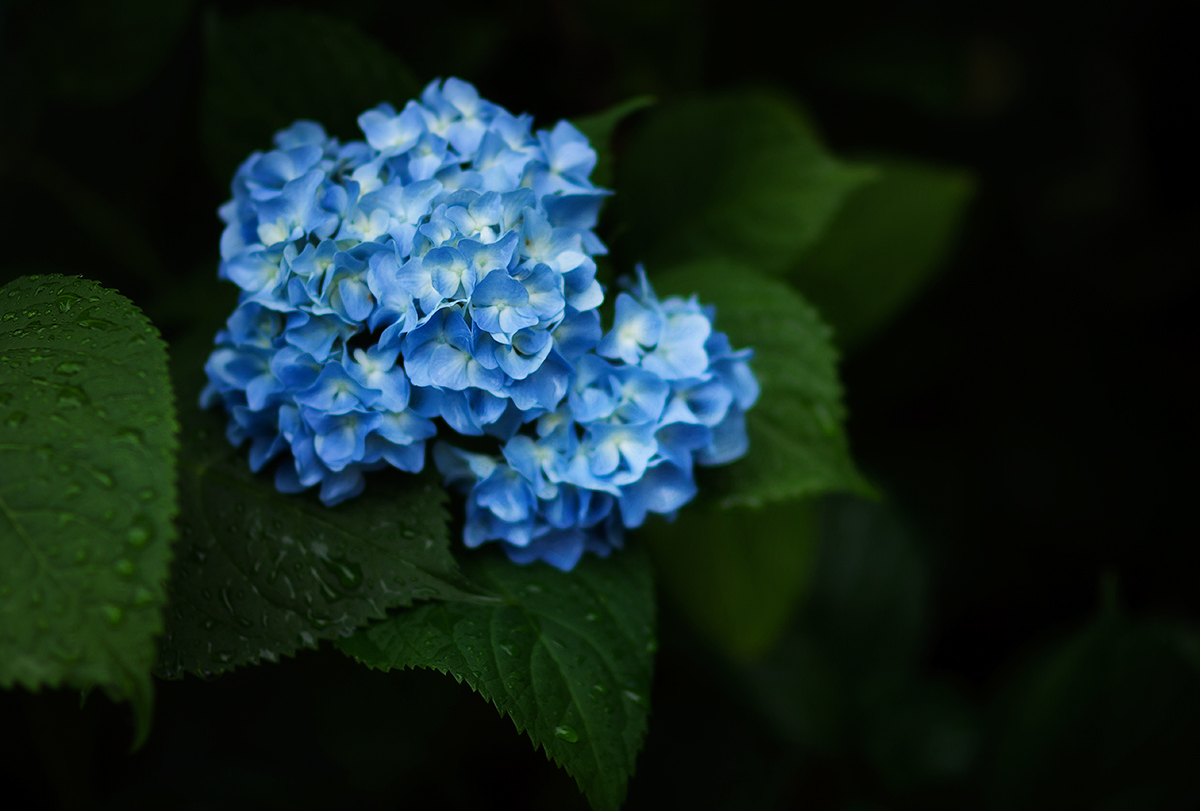 A summer's soothe.