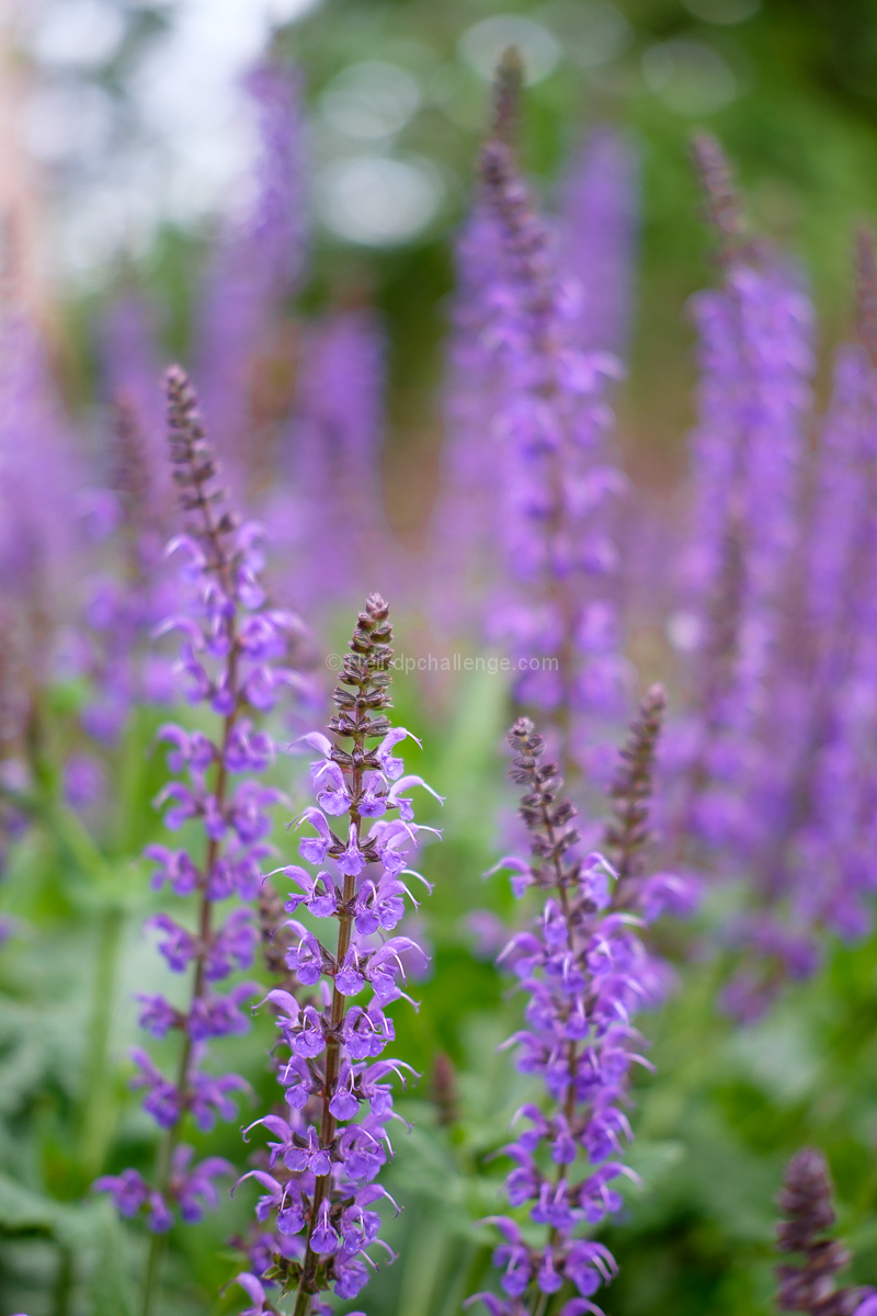 Field of Joy