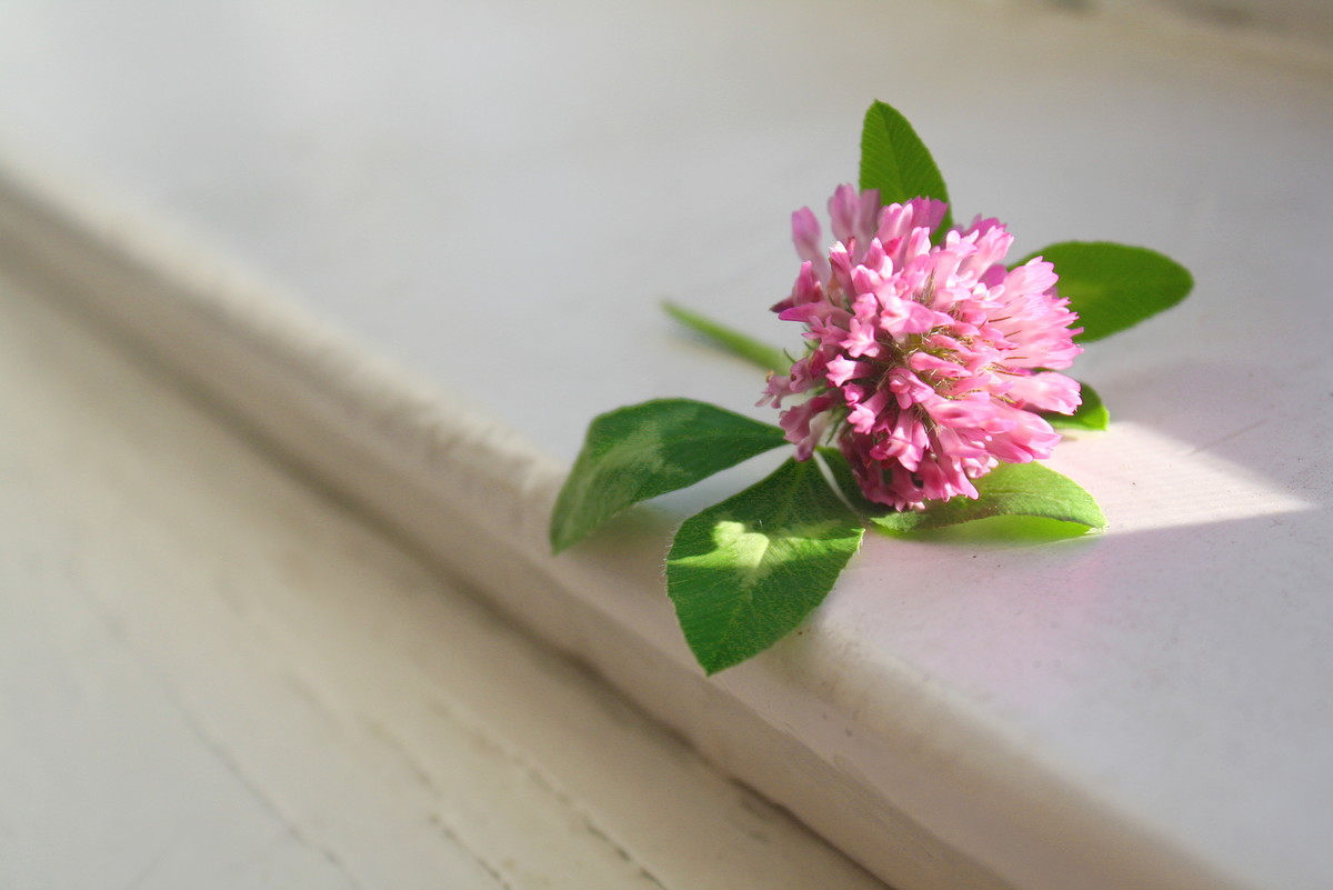 flower on windowsill