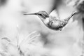 Swan Dive in Black & White