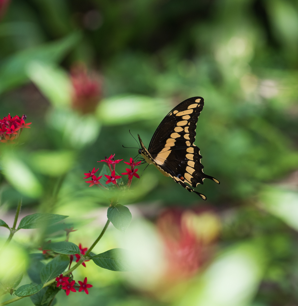 Swallowtail Butterly