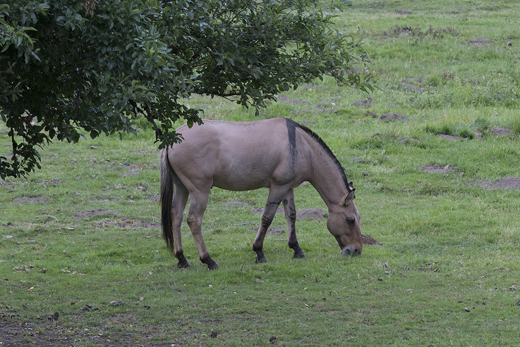 Pasture