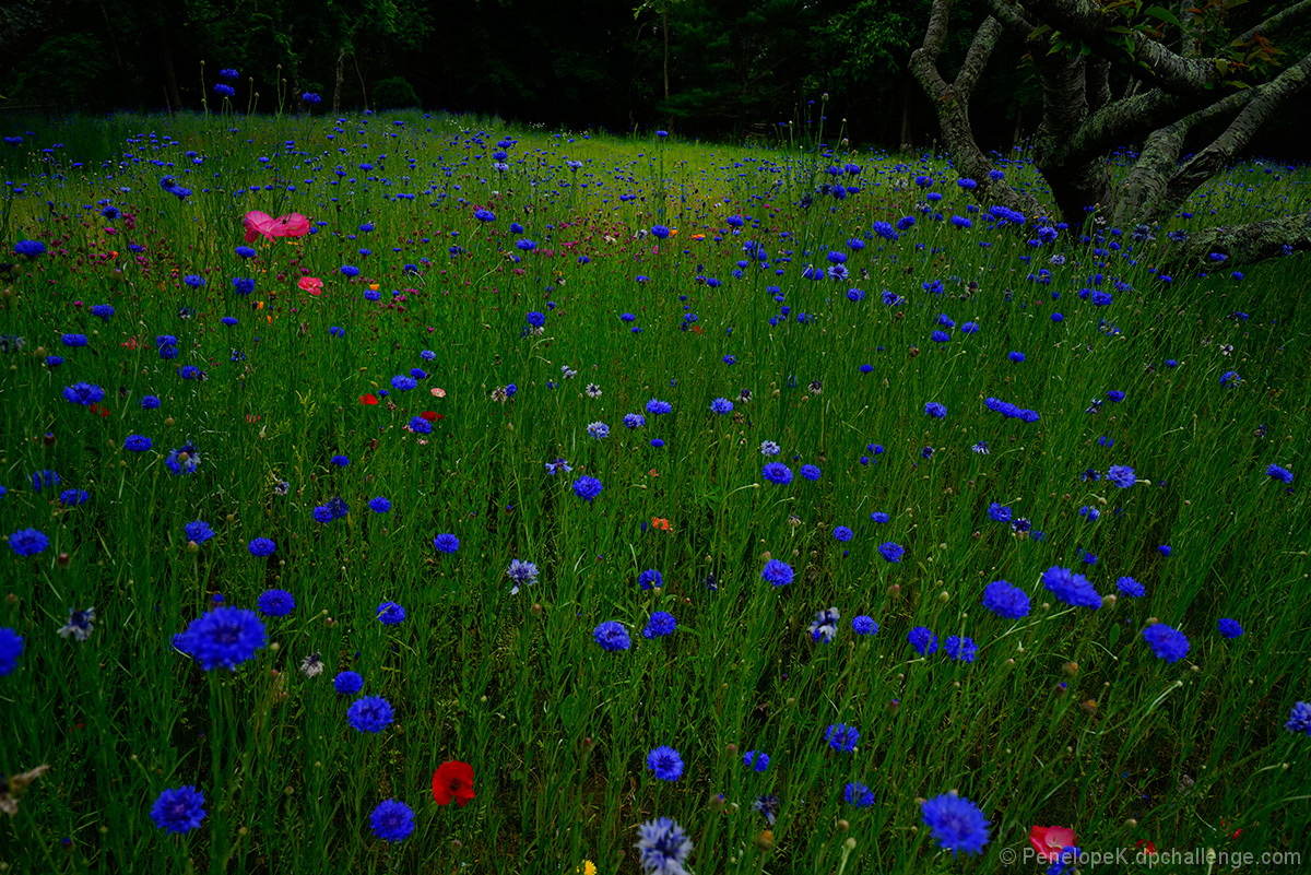 Cornflowers await the storm