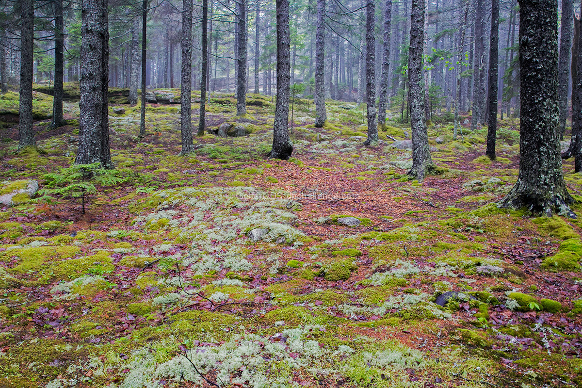 Acadia