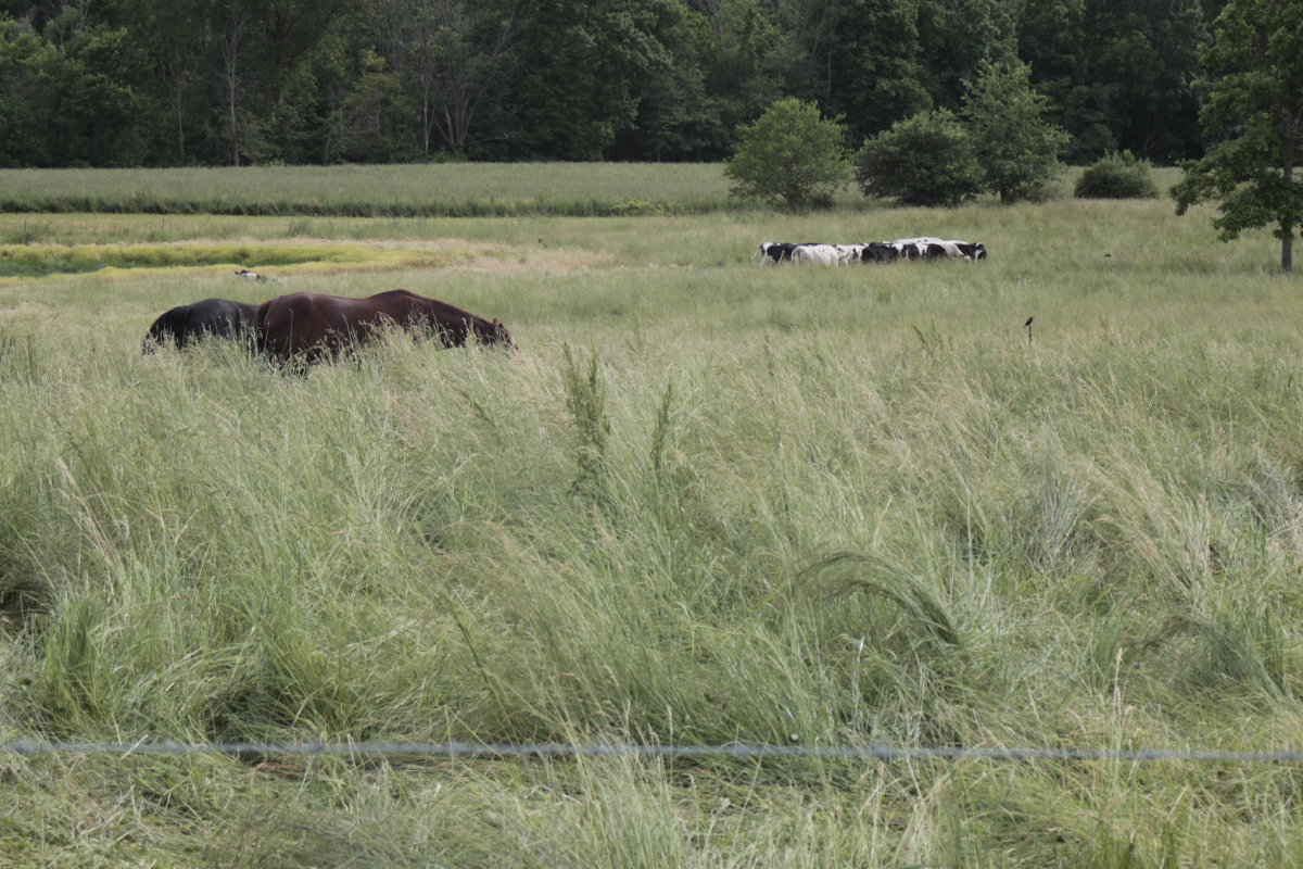 Summer Pastures SkylessLandscape 023