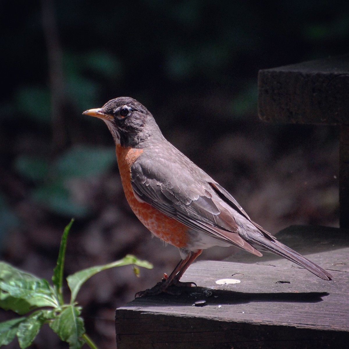 Young Robin