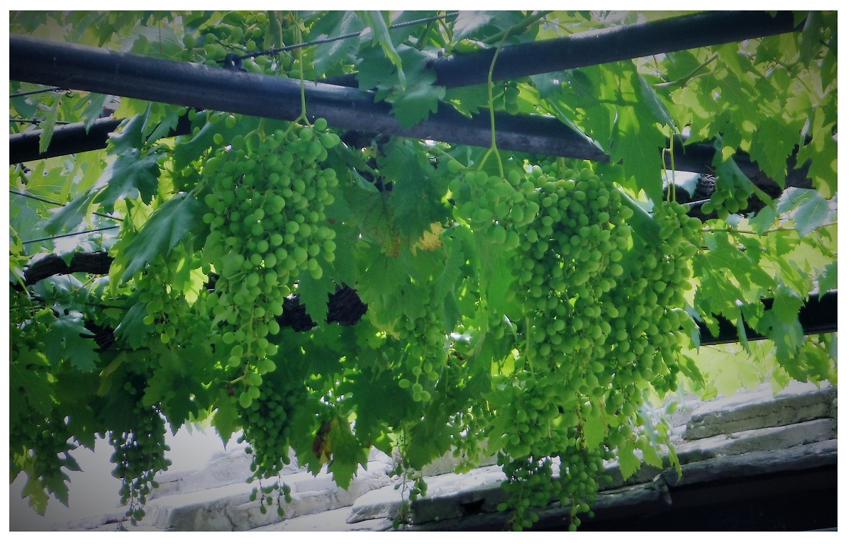 Hanging Grapes