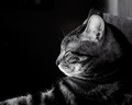 Catnap
