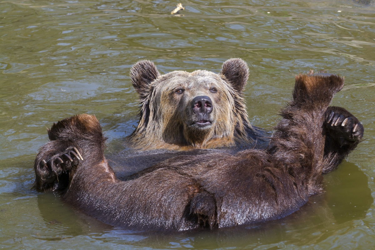 Brown Bear Bath