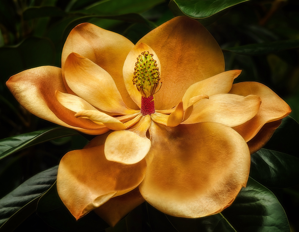 Beauty in the Death of a Magnolia Blossom