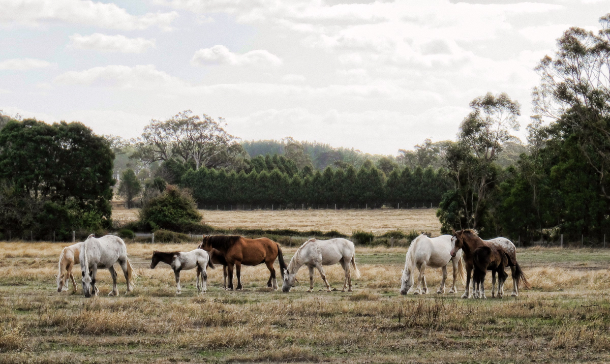 The Herd