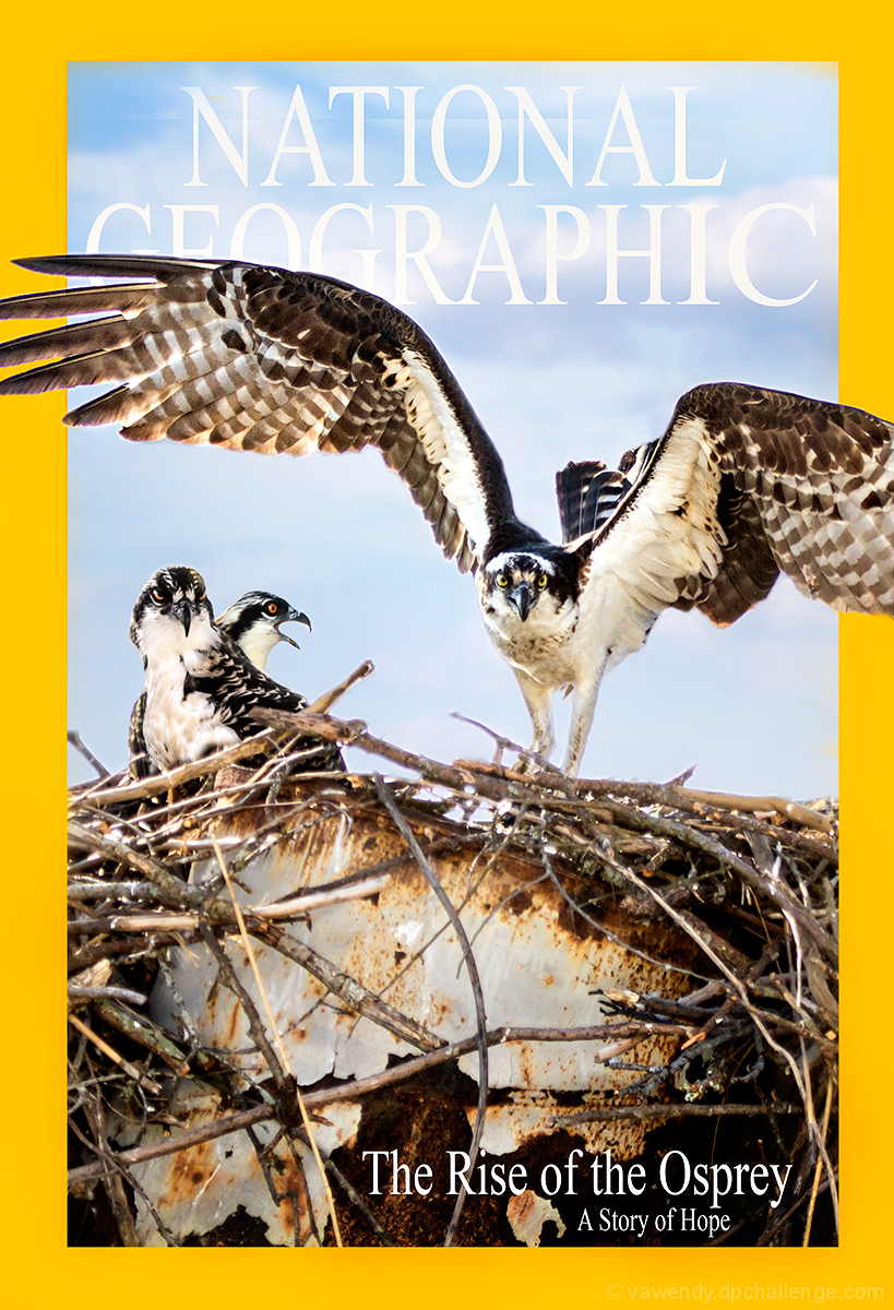 Rise of the Osprey