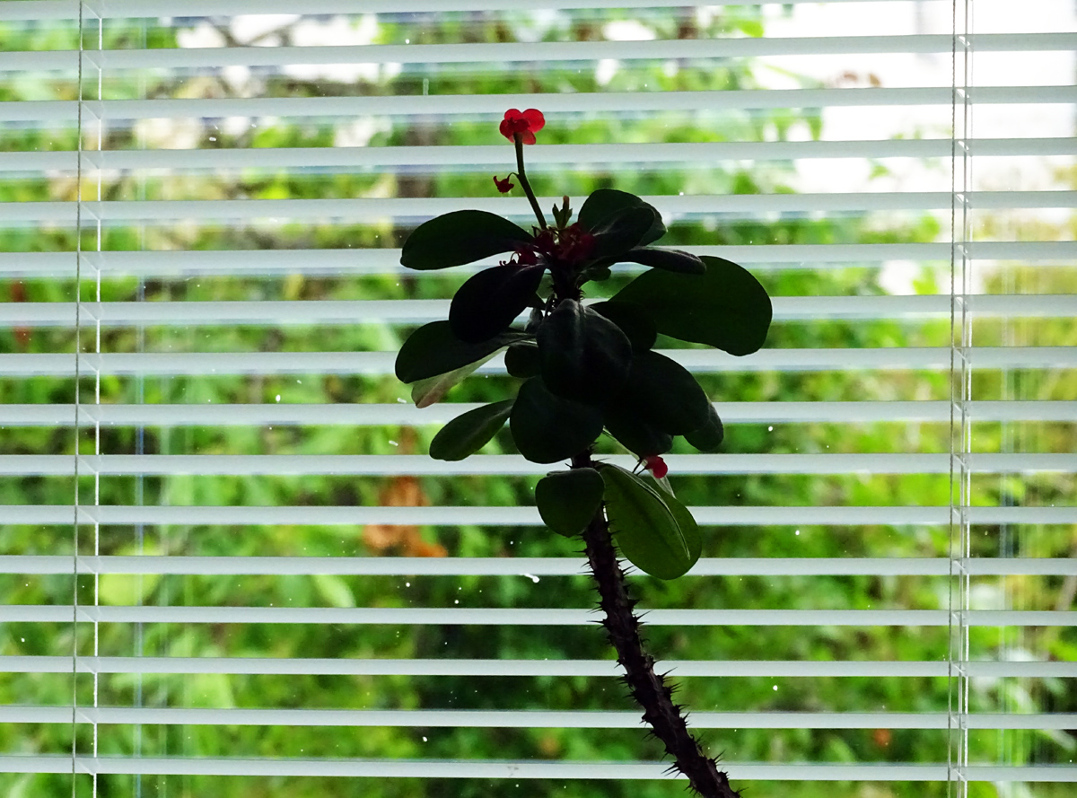 Christ's crown of thorns in window