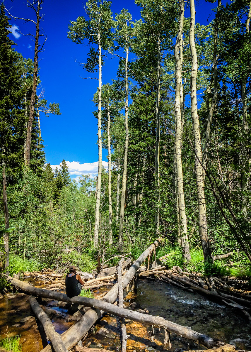 Swirling Stream through Towering Aspens