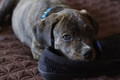 Slipper Theft