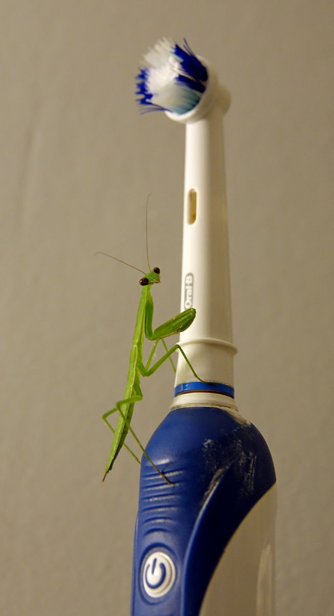 Sharing a Toothbrush